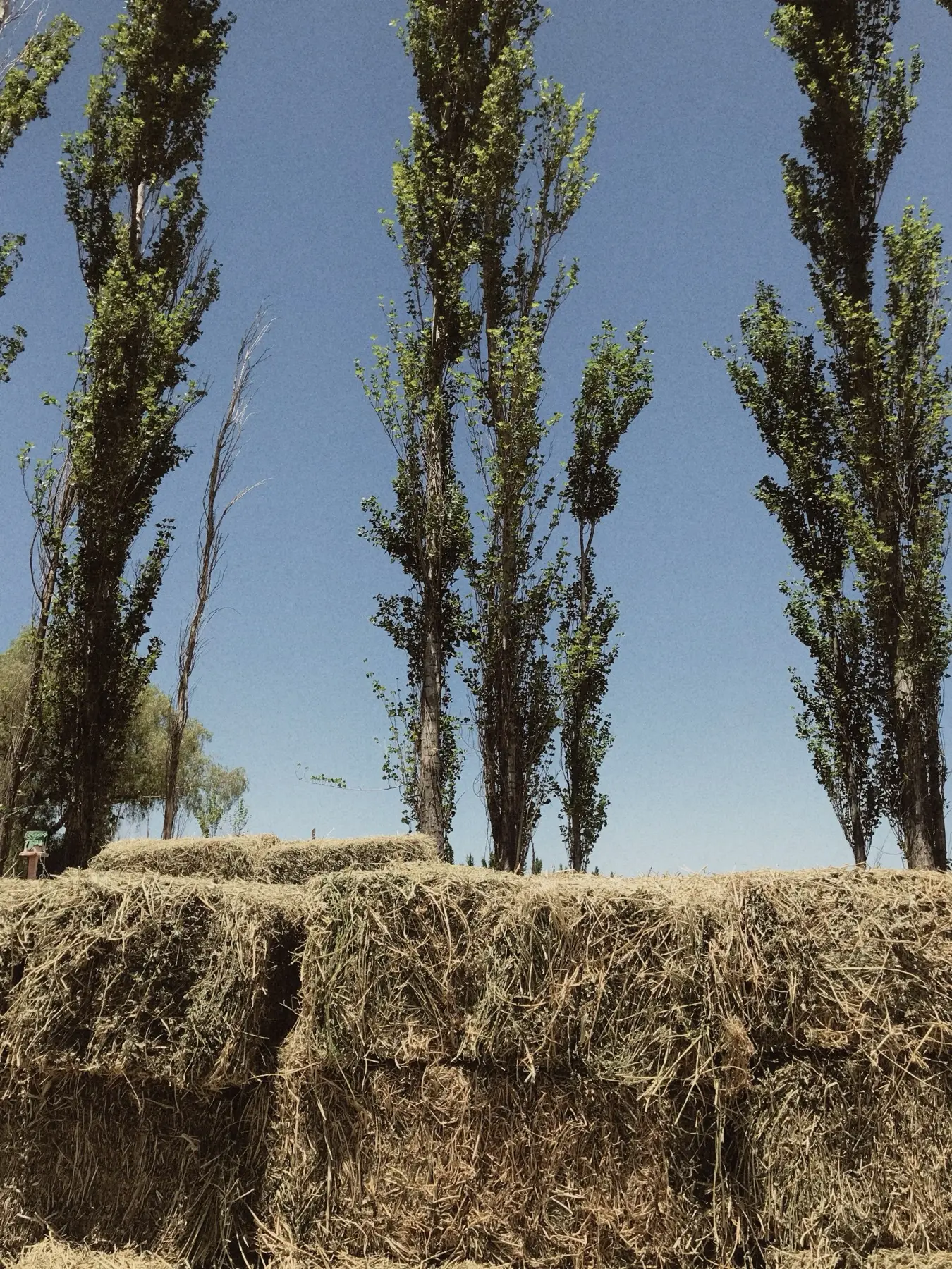 Hay bales in a field on the finca
