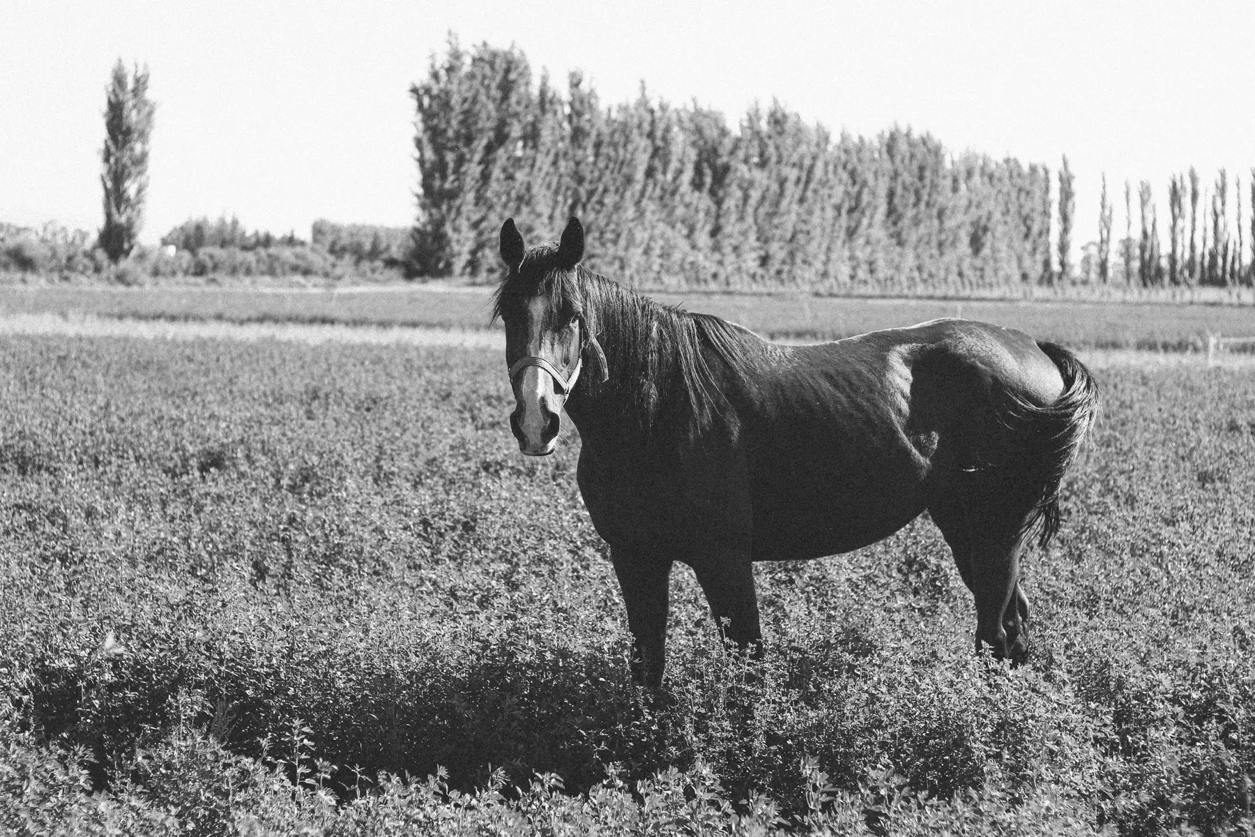 A horse photographed in black and white