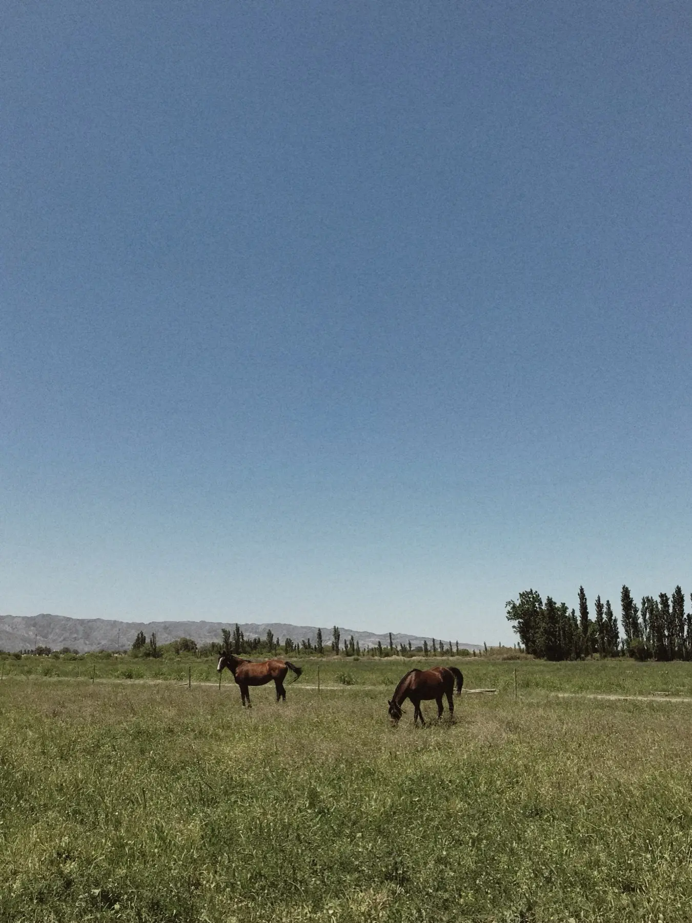Horses grazing in a field at the finca